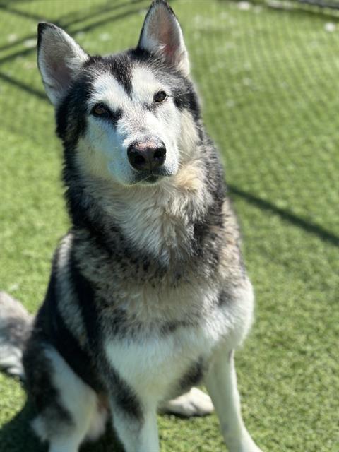 Photo of Luna