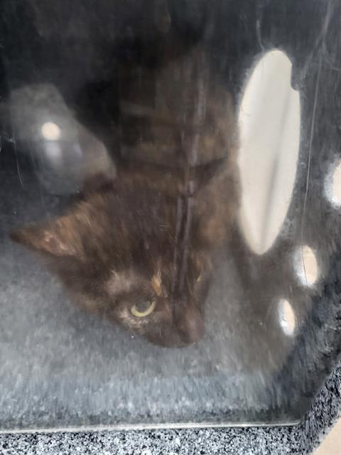 Photo of Mortica