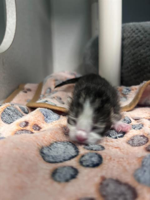 Photo of King