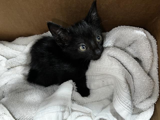 Photo of Misty
